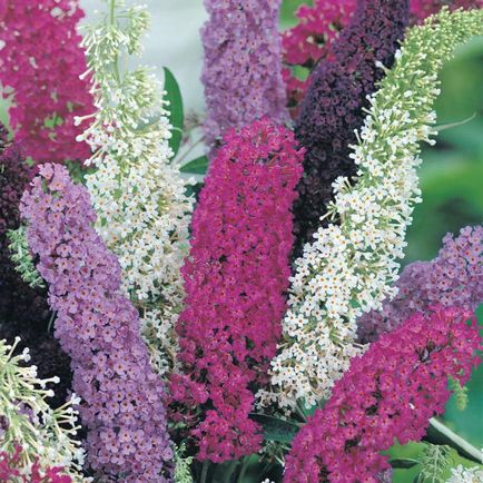 Buddleja David ültetés és gondozás, fotó