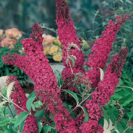 Buddleia David plantare și îngrijire, fotografie