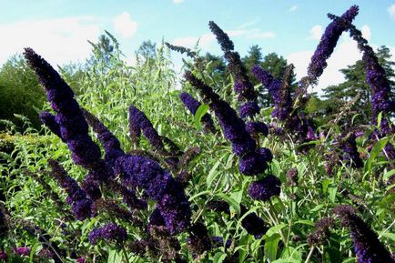 Buddleia David plantare și îngrijire, fotografie