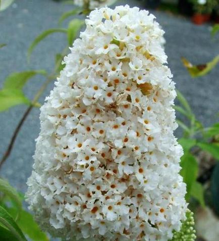 Buddleja David ültetés és gondozás, fotó