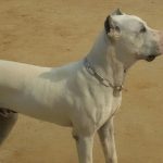 Буллі Кутта фото, опис породи собак, характеру, відео