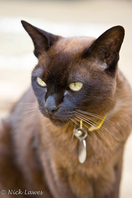 Бурма, або бурманська кішка покупка кошеня фото, скільки коштує ціна бірманський кошеня в якому