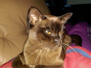 Бурма - кішка з священного сиама - кіт йолоп