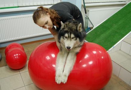 Centrul de reabilitare a animalelor din Moscova - preturi mici fizioterapie si reabilitare pentru caini -