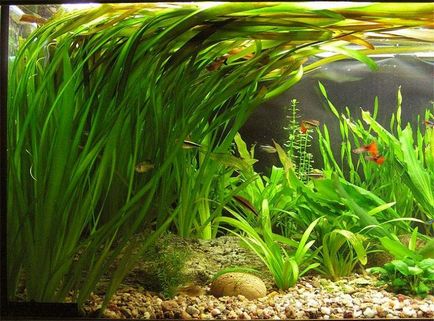 Чого не вистачає акваріумних рослин, акваріумні рибки