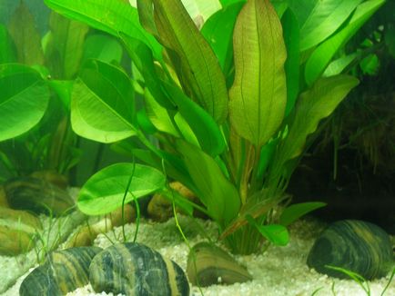 Чого не вистачає акваріумних рослин, акваріумні рибки