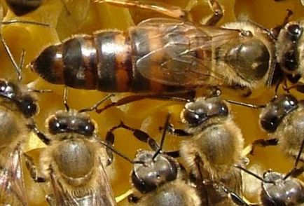 Ce albine sigilează fagurile de miere de unde iau ceară, cum construiesc