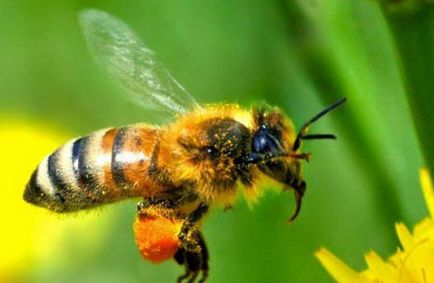 A méhek lezárjuk a sejtet figyelembe viasz építmények