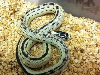 Чим примітна каліфорнійська бананова змія