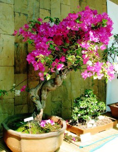 A műtrágyázás bonsai