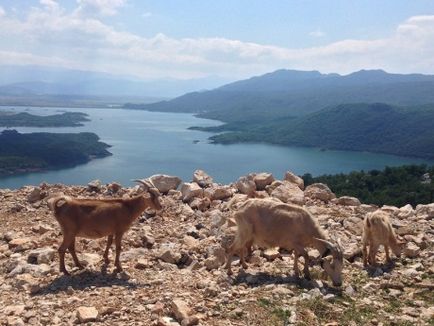 Ce să faci în nordul Muntenegrului, puteți seduce păstorii))
