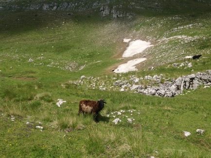 Mi a teendő, akkor elcsábítja a pásztorok)), az észak-Montenegró