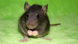 Чорна щур, чорний щур (rattus rattus), зовнішній вигляд розмір забарвлення опис чорної пацюки ареал