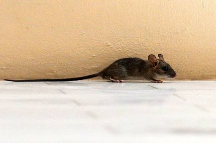 Чорна щур, чорний щур (rattus rattus), зовнішній вигляд розмір забарвлення опис чорної пацюки ареал