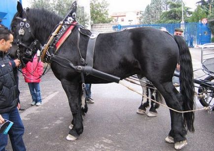 Rasa de cai din Marea Neagra fotografie, descriere, istorie a rasei - site despre cai