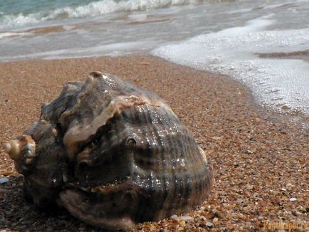 Black Sea mollusk-predator - rapana, pantikapei