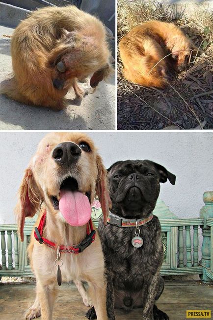 Що може зробити любов - історії порятунку собак (50 фото)
