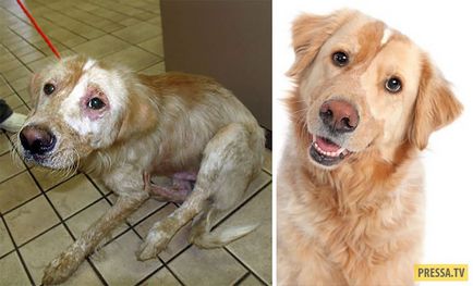 Ce pot iubi povestile de salvare a câinilor (50 fotografii)