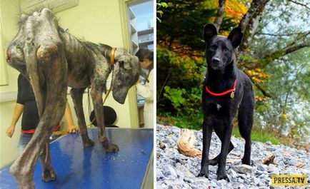 Ce pot iubi povestile de salvare a câinilor (50 fotografii)