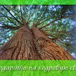 Що подарувати на бурштинову весілля (традиції і варіанти подарунків)