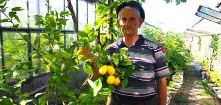 Miracol grădină sub Simferopol Crimeea crește lămâi, rodii și kiwi, agenția qha Crimeea știri
