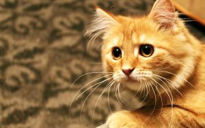Ціаноз у кішки як лікувати, наші кішки і собаки