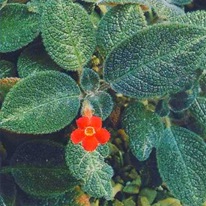 Flower epis - fotografie, grijă de epice, varietăți, flori preferate