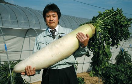 Дайкон про користь японської редьки і секрети її вирощування - секрети садівників