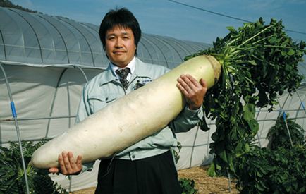 Daikon despre beneficiile rechinului japonez și secretele cultivării sale - secretele grădinarilor