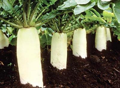 Daikon, cultivarea de ridiche japoneză