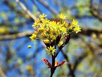 Arbuști ornamentali și copaci înfloriți în primăvara devreme, zi de reședință de vară