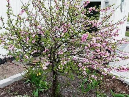 Arbuști ornamentali și copaci înfloriți în primăvara devreme, zi de reședință de vară