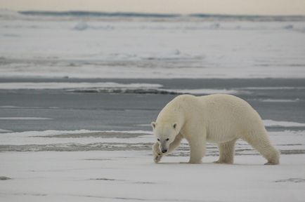 Cazul ursului polar 
