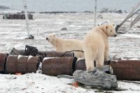 Справа білого ведмедя »