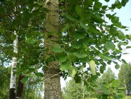 Fák - a gyógyítók, hogyan kell azonosítani - a - fa, 6 hektáros