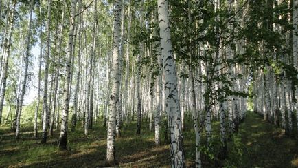 Fák - a gyógyítók, hogyan kell azonosítani - a - fa, 6 hektáros