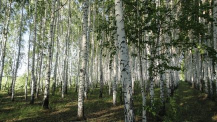 Дерева - наші цілителі, як визначити - своє - дерево, 6 соток