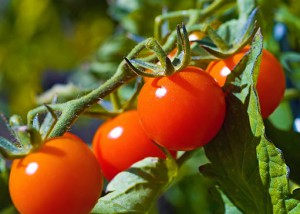 Десять заповідей томатів - вирощування томатів у теплиці