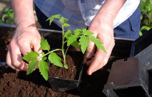 Cele zece porunci ale tomatelor - cultivarea roșiilor într-o seră