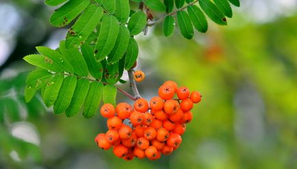 Pentru copii despre fructe de padure informatii interesante despre fructe de padure, fotografii frumoase de fructe de padure