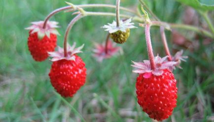 Дітям про ягодах цікава інформація про ягодах, красиві фото ягід