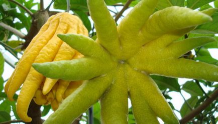 Pentru copii despre fructe de padure informatii interesante despre fructe de padure, fotografii frumoase de fructe de padure