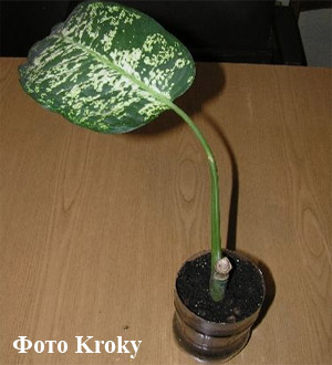 Dieffenbachia Reproducere