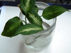 Dieffenbachia reproducere la domiciliu (butași, semințe)