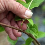 Dieffenbachia reproducere la domiciliu (butași, semințe)