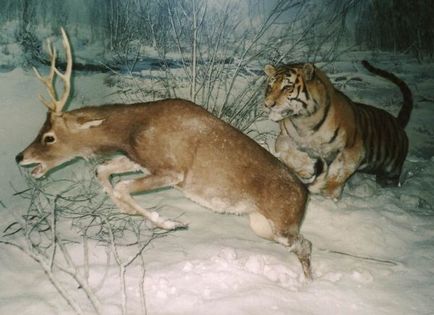 Raport privind tigrul Amur pentru copii