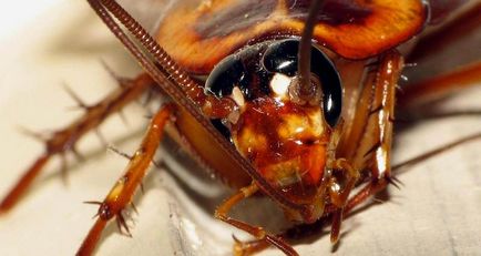 Домашні комахи види шкідників, личинки паразитів, жуки Підмосков'я, в житті людини і