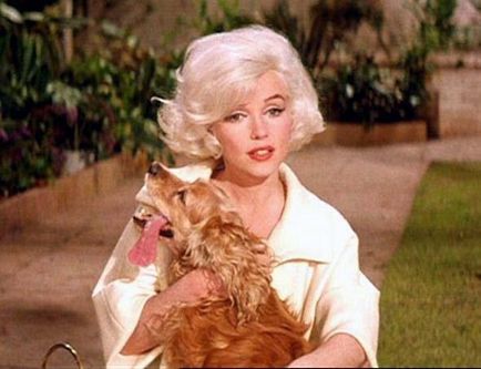 Animale domestice marilyn monroe