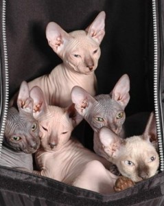 Prețul Don Sphynx