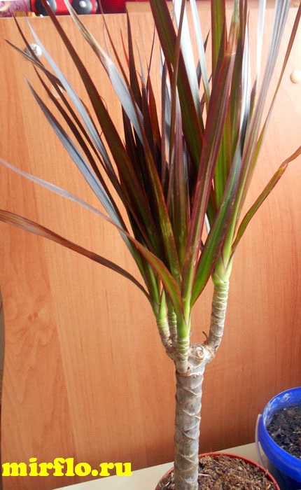 Dracaena otthoni gondozást, tenyésztés, fotók, mirflo